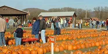Pumpkinville