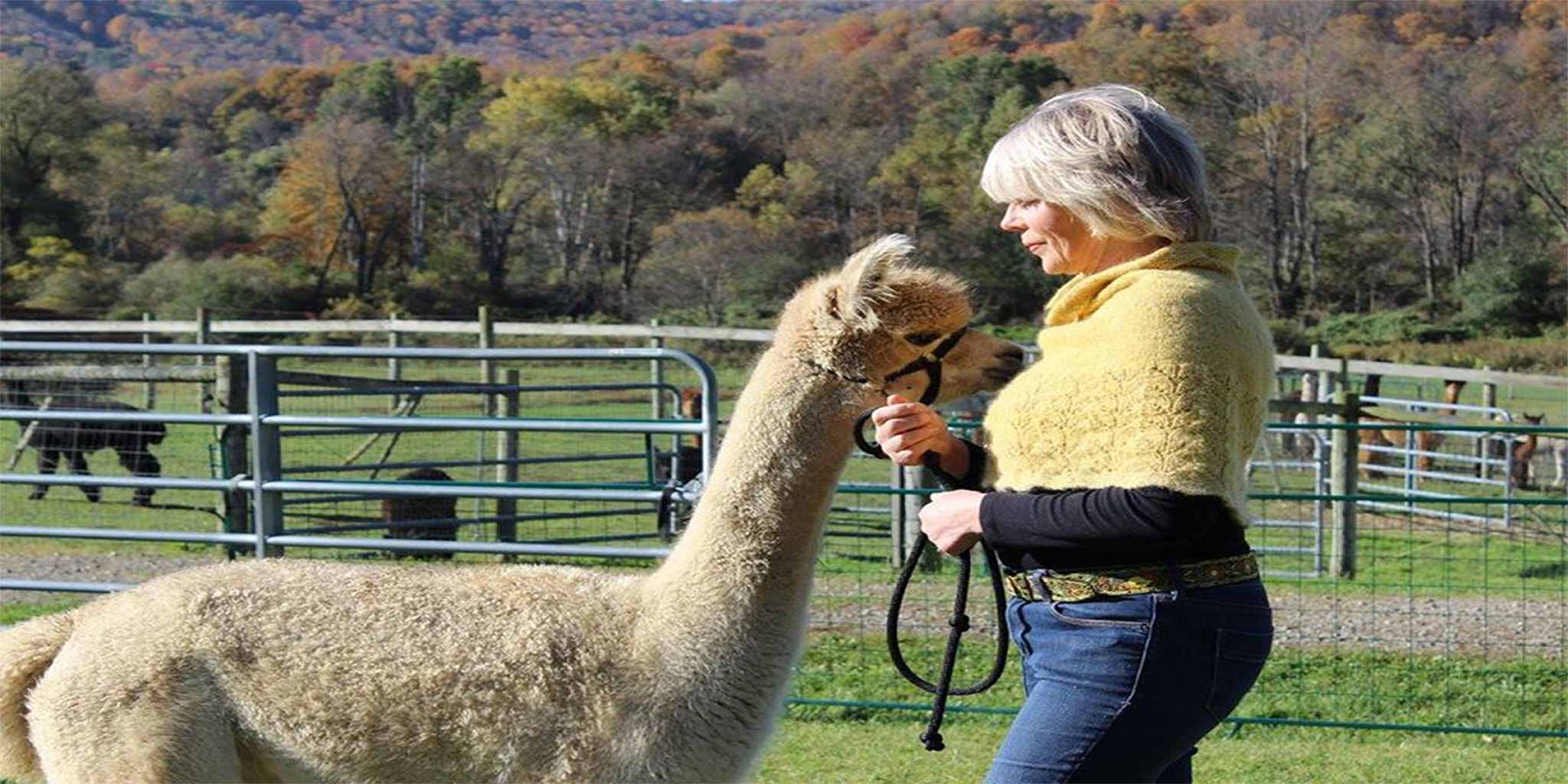 Alpacas Of Ellicottville