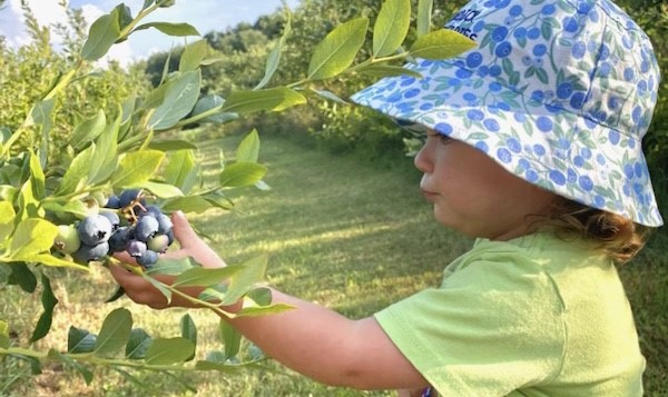Burdick Blueberries – Pick Your Own