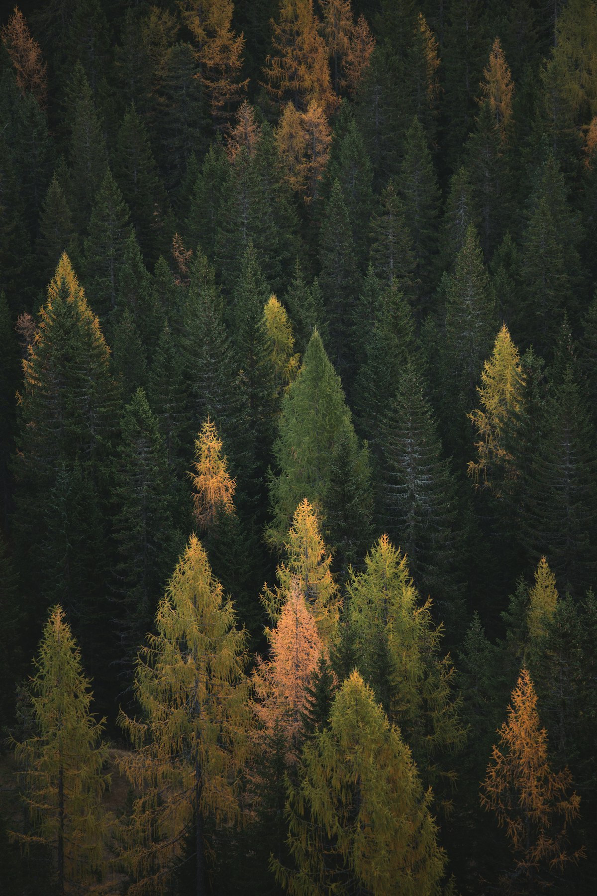 Fall Foliage & Festival Season