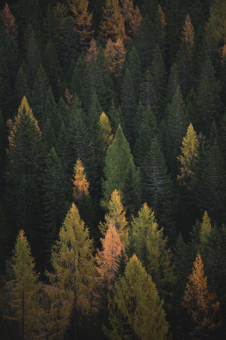 Fall foliage in Ellicottville